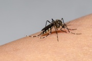 Argentina sufre el peor brote de dengue de su historia