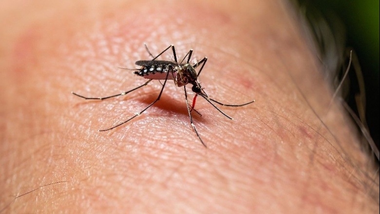 Dengue: para el Gobierno no es "necesario" incorporar la vacuna ante la epidemia