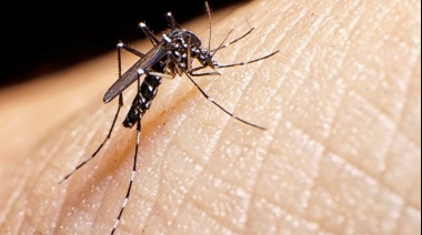 Invasión de mosquitos: descubre 5 recetas caseras efectivas para combatirlos