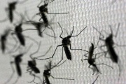 Invasión de mosquitos: el Conicet explica los motivos