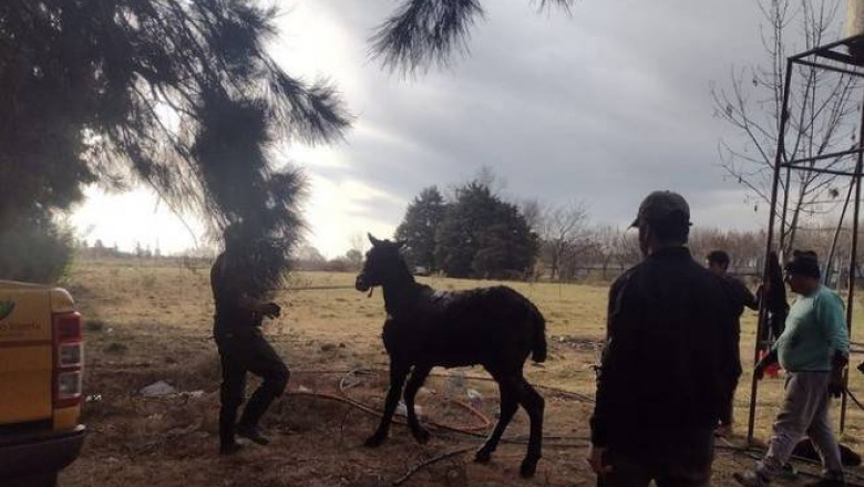 Bomberos rescataron a un caballo atrapado en un pozo