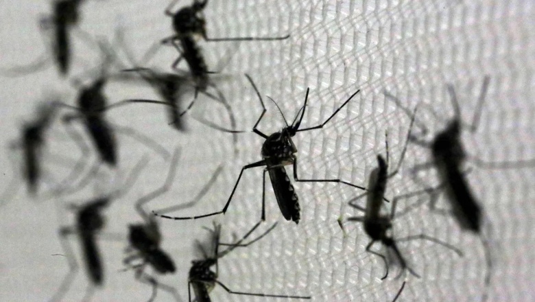 Invasión de mosquitos: el Conicet explica los motivos