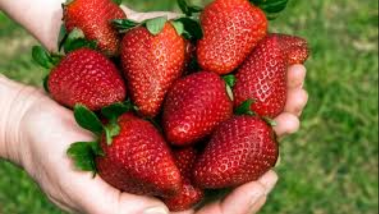 Noviembre llega con la Fiesta de la Frutilla: un encuentro de sabores varelenses