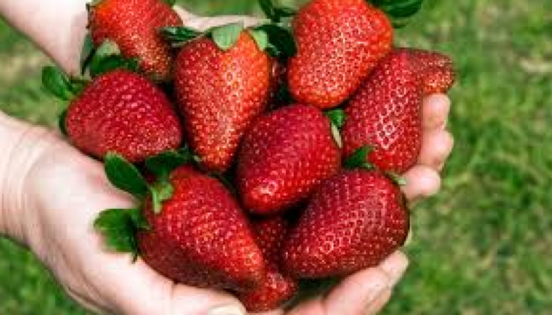 Noviembre llega con la Fiesta de la Frutilla: un encuentro de sabores varelenses