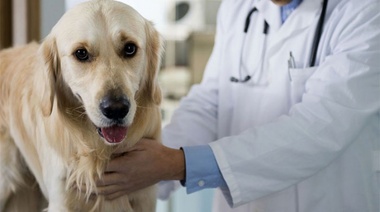 Castración gratuita de mascotas en el barrio Libertad