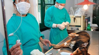 Castración de mascotas