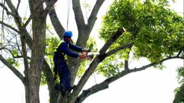 Poda:inicia el período de poda autorizado en el arbolado público