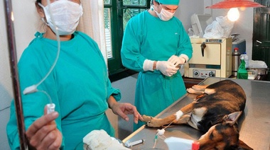 Barrio Libertad: Castración gratuita de mascotas