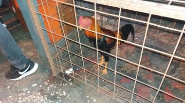 Aprehenden a más de treinta personas que participaban de una “riña de gallos”
