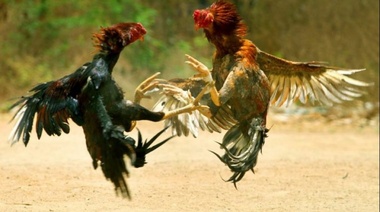 Rescatan más de 200 gallos de predio en donde se filmó "Un gallo para Esculapio"