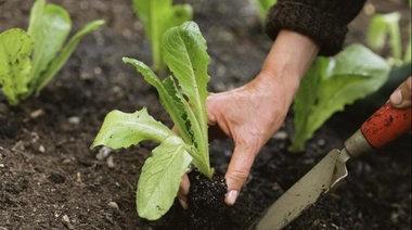 Taller de huerta orgánica