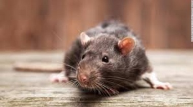 Hantavirus: prevención, síntomas y tratamiento