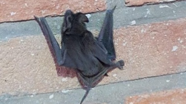 Murciélagos: se lleva tranquilidad a la población y se brindan recomendaciones