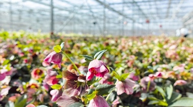 Floricultores salteños regresan a su provincia