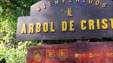 Parque Pereyra: ¿Conocés la historia del Árbol de Cristal?