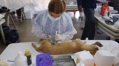 Barrio San Nicolás: servicio veterinario gratuito del 30 de noviembre al 4 de diciembre