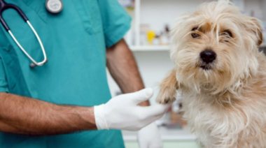 El móvil del servicio veterinario municipal estará en Villa Argentina