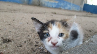 Denuncias vecinales por maltrato y crueldad animal