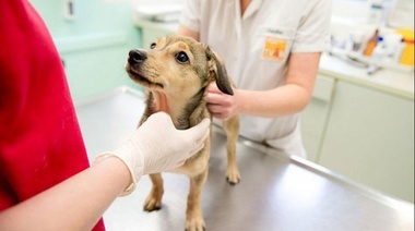 Bosques: móvil municipal de atención veterinaria gratuito