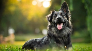 Amigo Fiel: 21 de Julio, Día Mundial del Perro