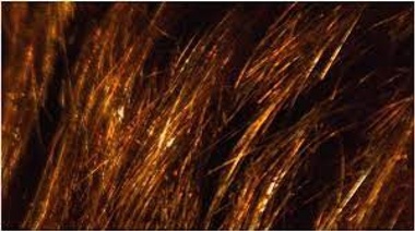 JxC lanzó una campaña en redes para respaldar candidatura de Santilli y se multiplicaron los memes