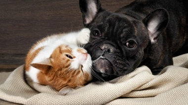 La Rotonda: Castración de mascotas con la asignación de turnos a través del 0800 municipal