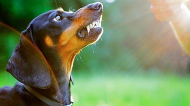 Día mundial contra la rabia: centros para acudir en Varela