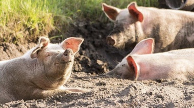 La peste porcina africana puso en alerta sanitaria al país