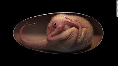 Descubrieron un embrión de dinosaurio fosilizado en perfecto estado y a punto de salir del cascarón