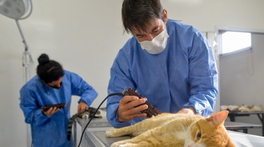 Primera semana de atención a mascotas en el Centro Veterinario Municipal