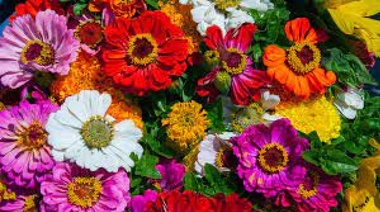 Jornada florícola en la peatonal Monteagudo