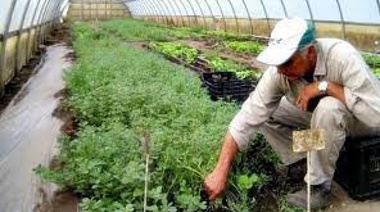 Anuncian ayudas económicas para productores frutihortícolas bonaerenses afectados por temporal
