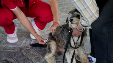 Atención veterinaria gratuita en la plaza San Juan Bautista