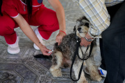 Atención veterinaria gratuita en la plaza San Juan Bautista